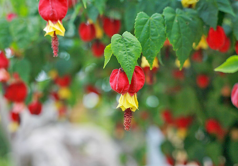 ウキツリボクの開花