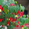 ウキツリボクの植物図鑑と育て方