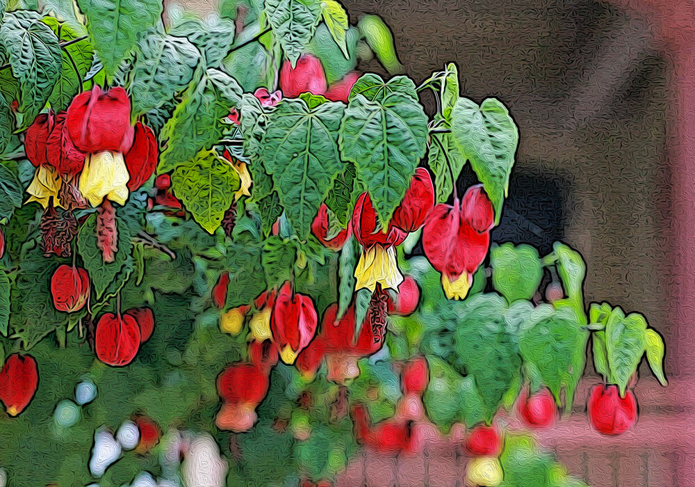 ウキツリボクの植物図鑑と育て方