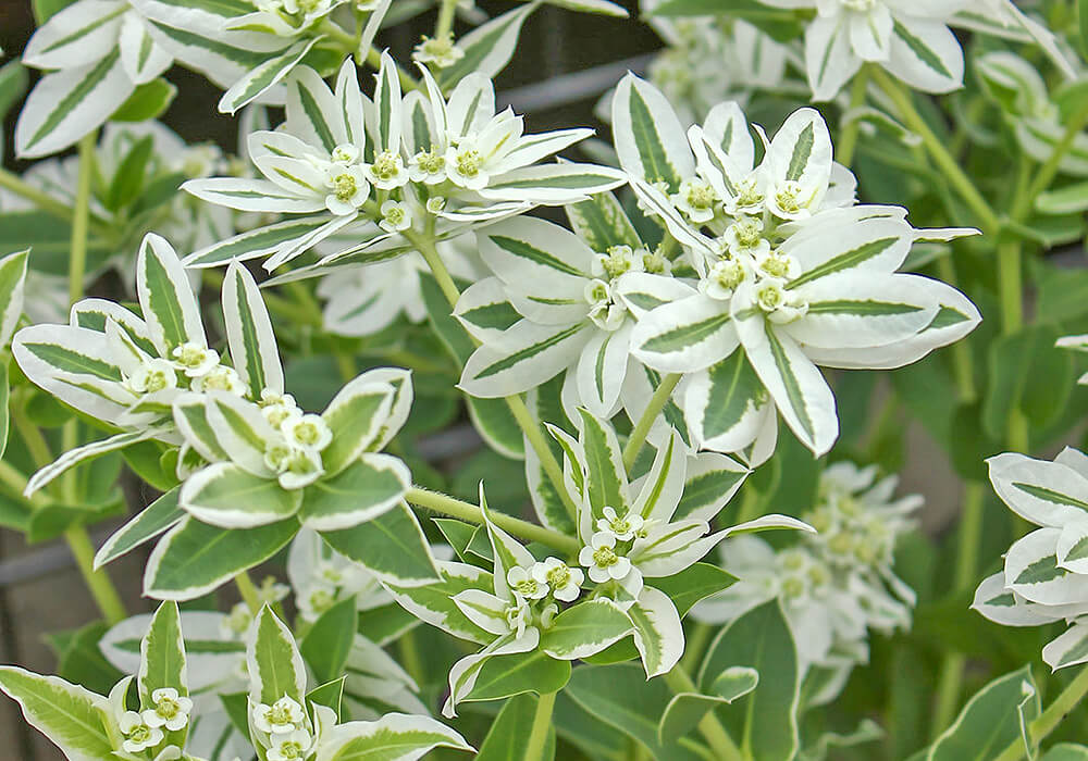 ハツユキソウの開花