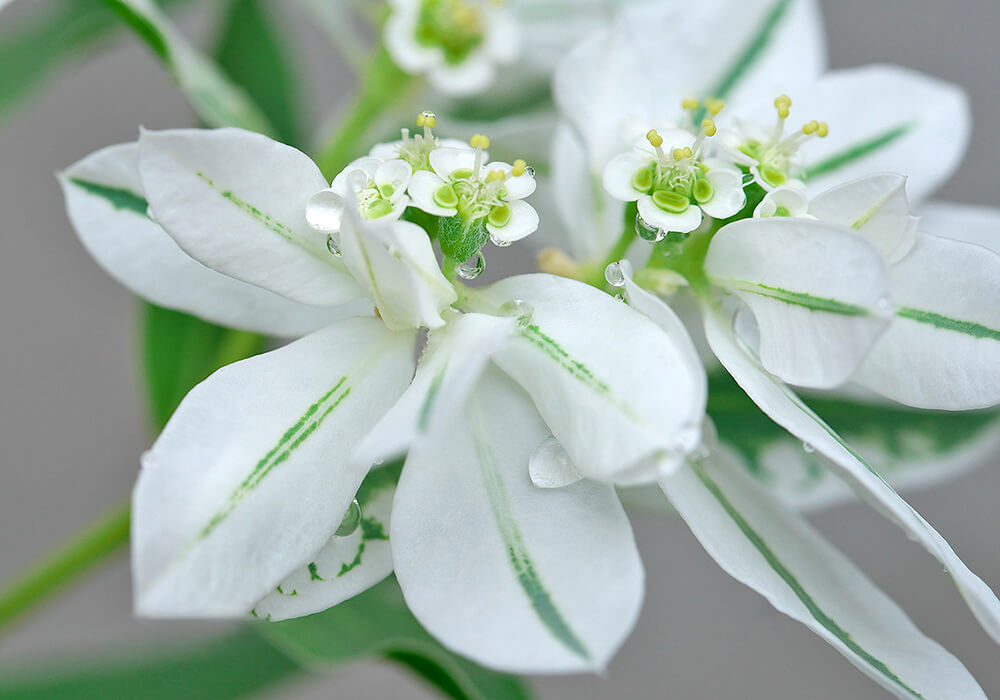 ハツユキソウの花の拡大