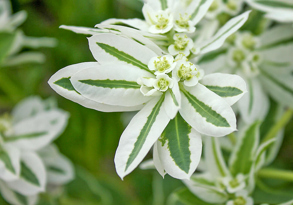 ハツユキソウの花と葉