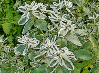 ハツユキソウの植物図鑑と育て方