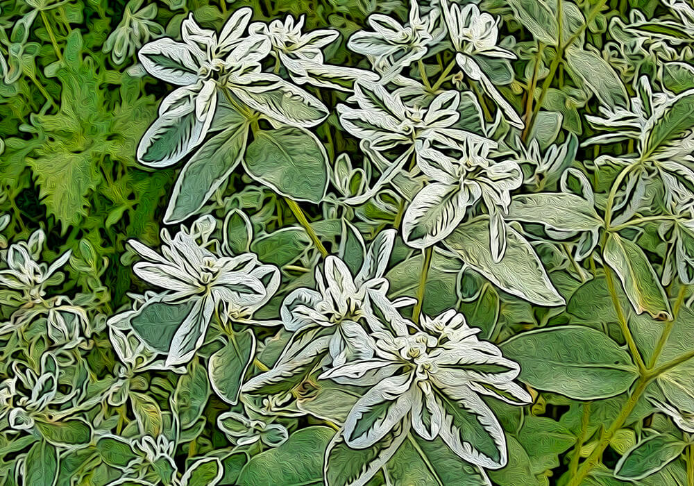 ハツユキソウの植物図鑑と育て方