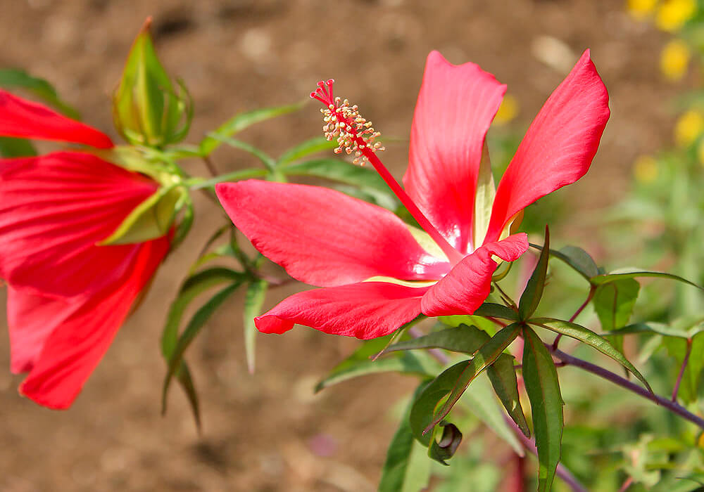 モミジアオイの花と葉