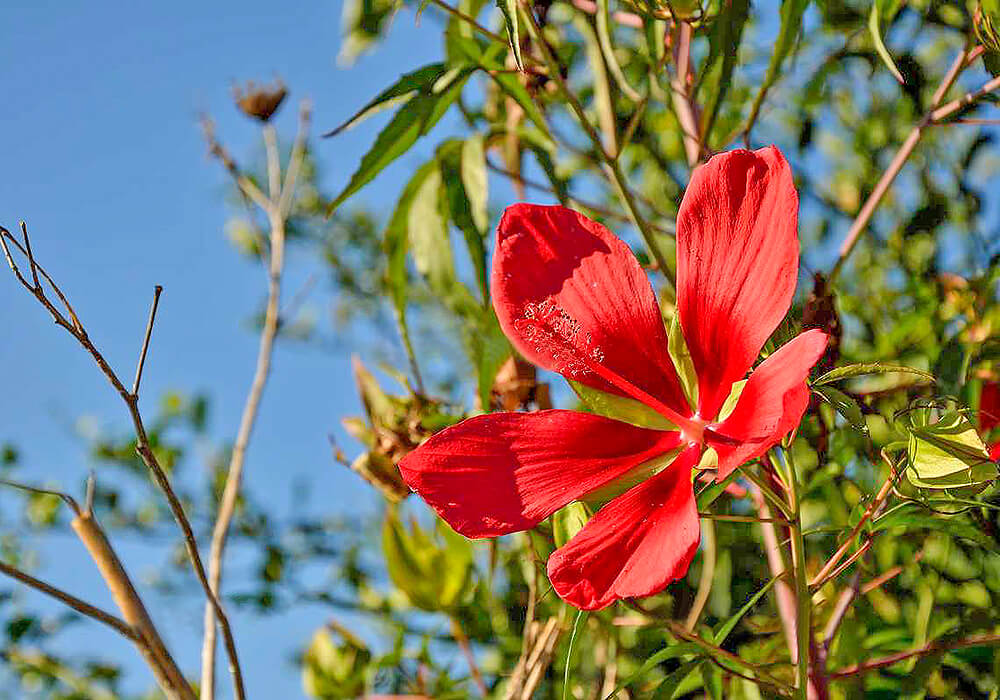 モミジアオイの開花