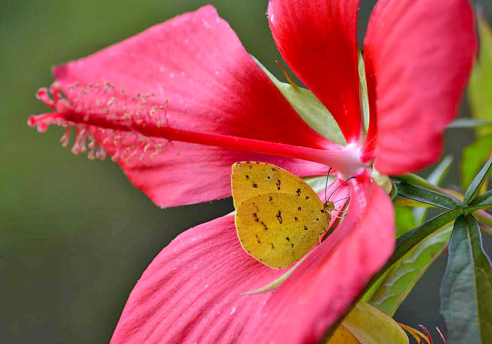 モミジアオイの花の拡大