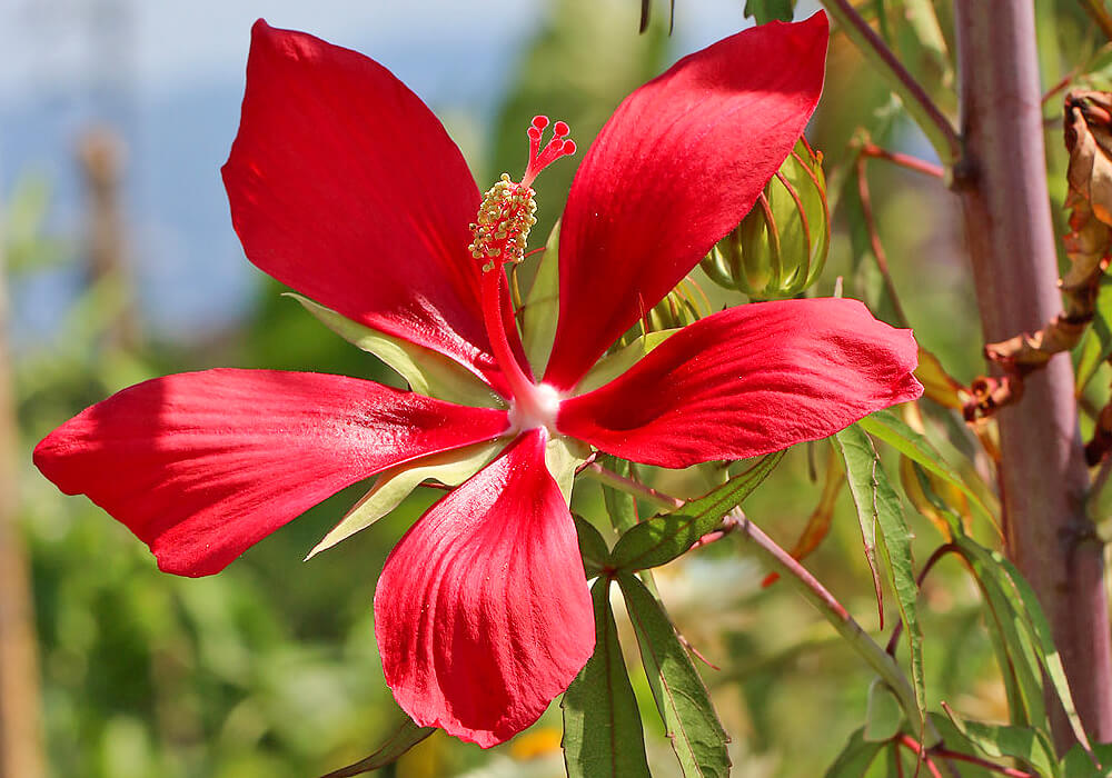 モミジアオイの花