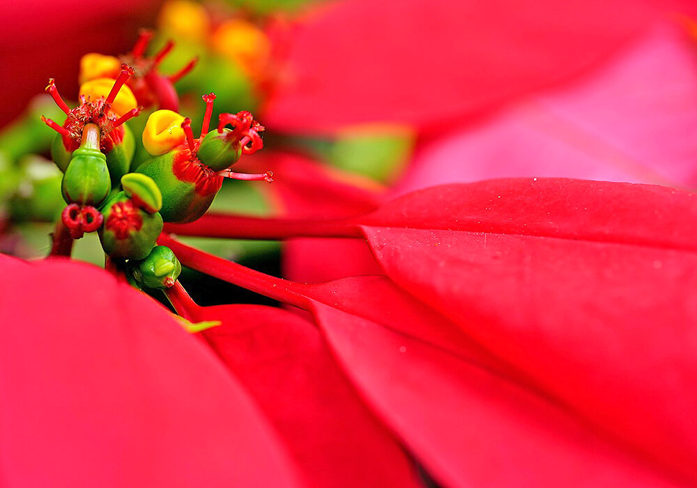ポインセチアの花