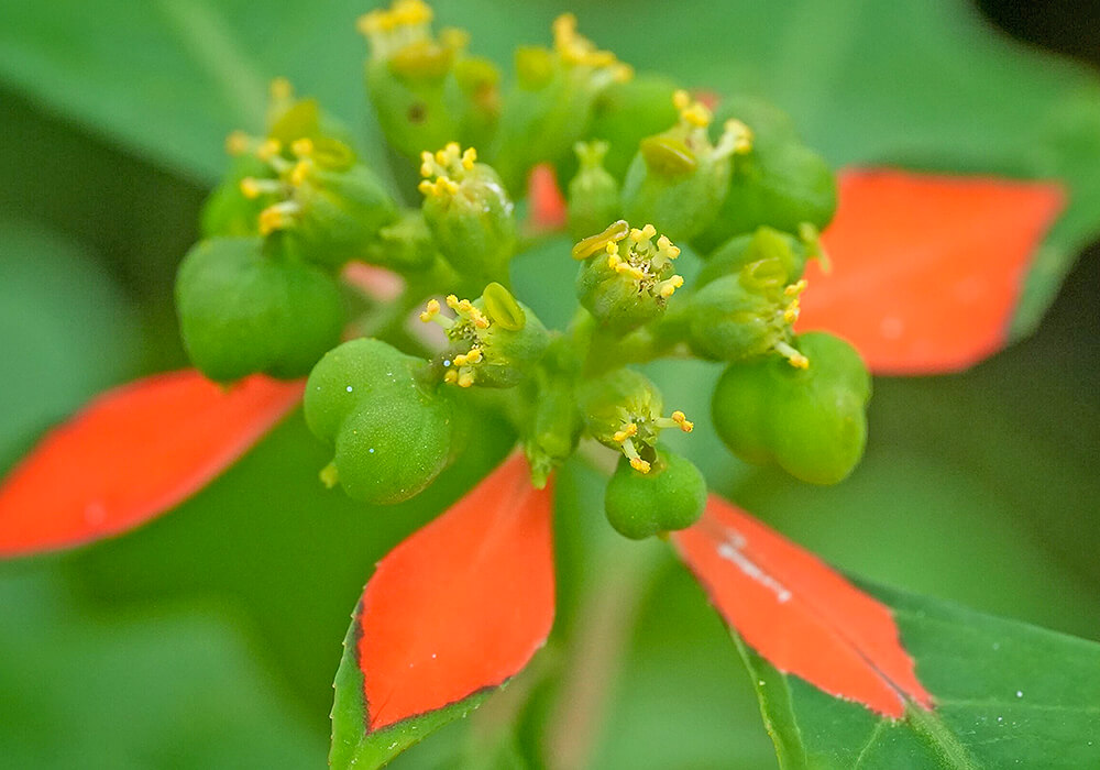 ショウジョウソウの花の拡大