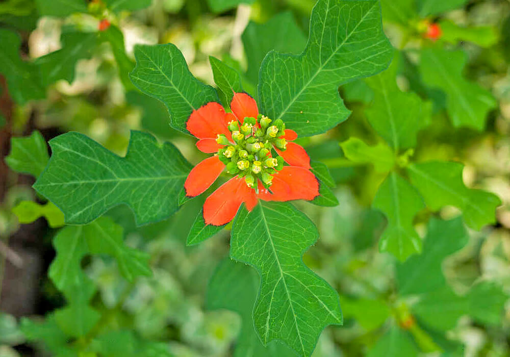 ショウジョウソウの花と葉