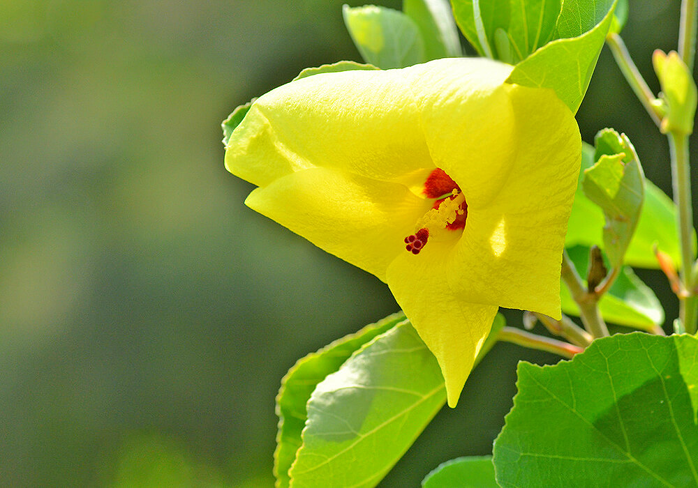 ハマボウの花