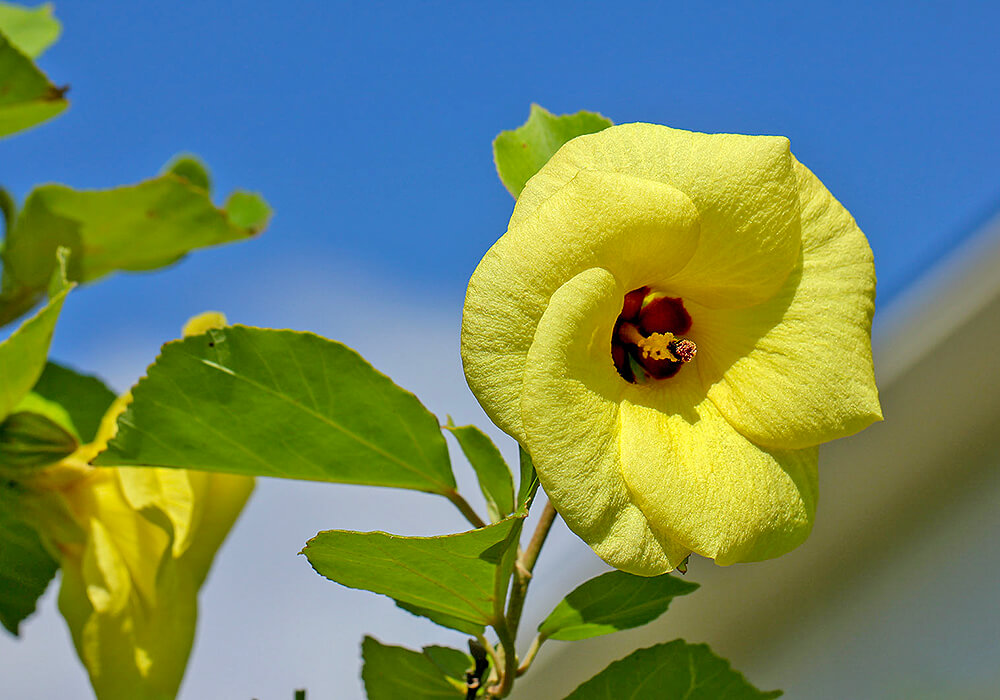 ハマボウの開花