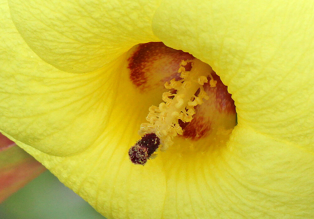 ハマボウの花の拡大