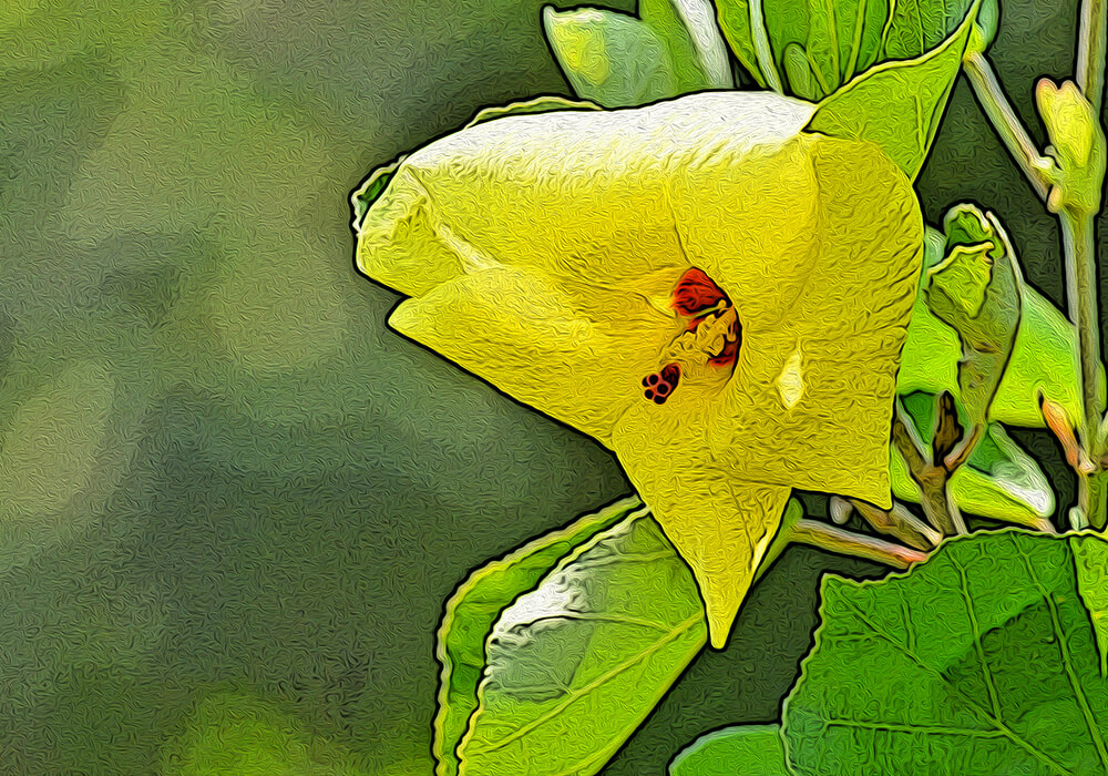 ハマボウの植物図鑑と育て方