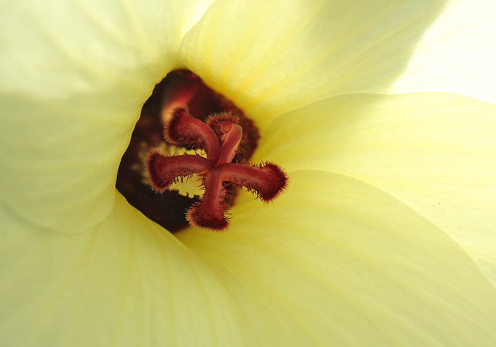 トロロアオイの花の拡大