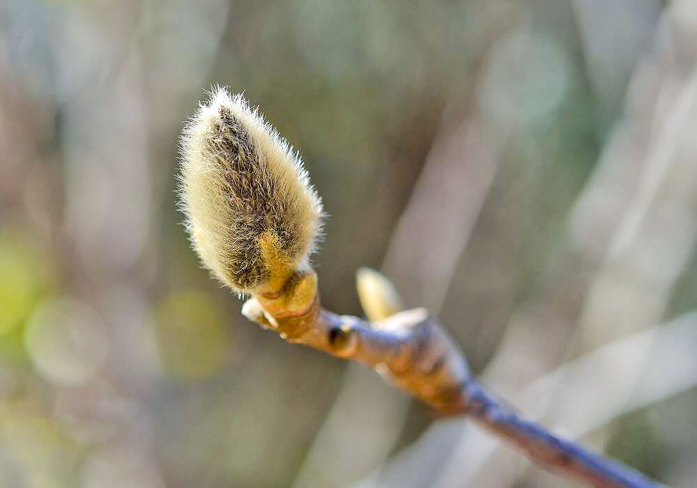 ハクモクレンの花芽