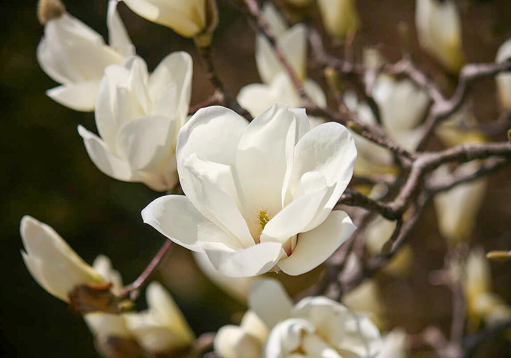 ハクモクレンの花