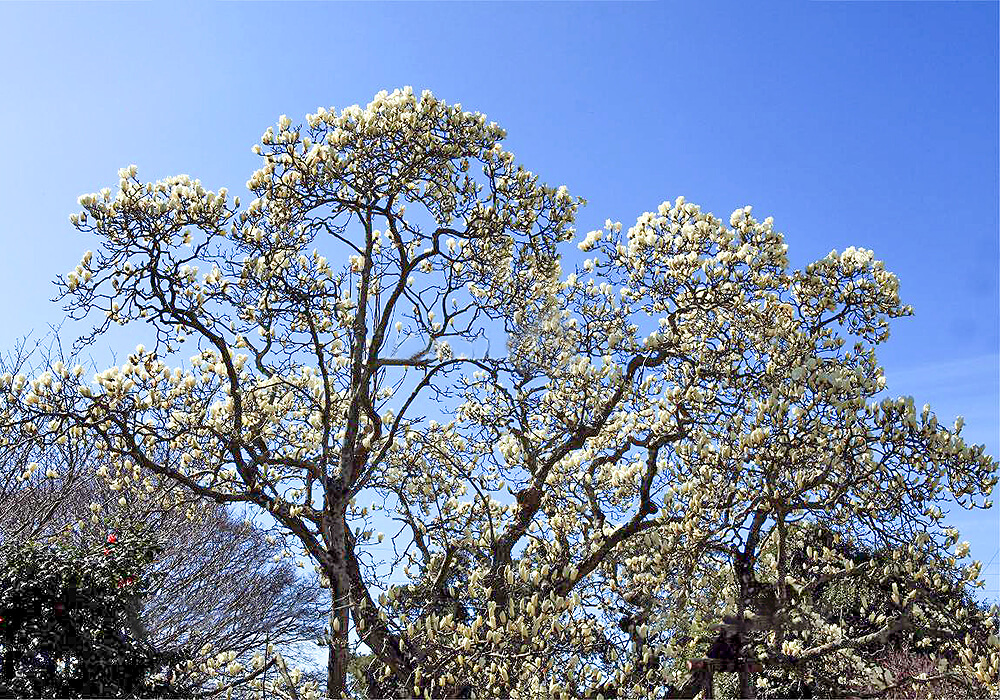 ハクモクレンの木