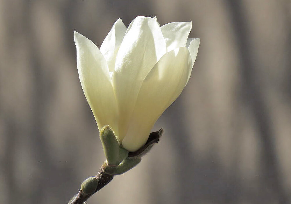 ハクモクレンの開花