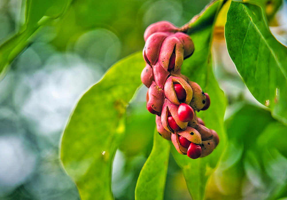 ハクモクレンの果実