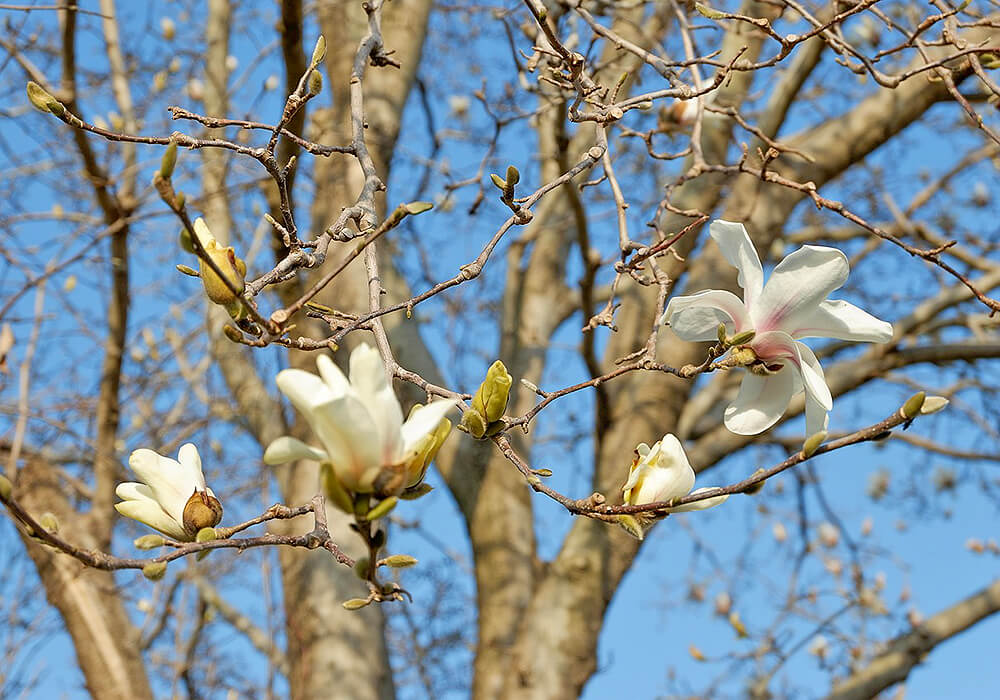 ハクモクレンの花と蕾