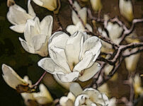 ハクモクレンの植物図鑑と育て方