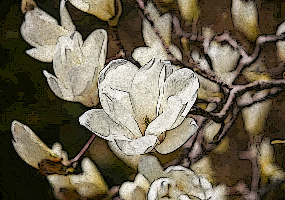 ハクモクレンの植物図鑑と育て方