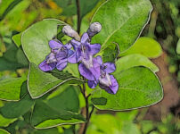 ハマゴウの植物図鑑と育て方