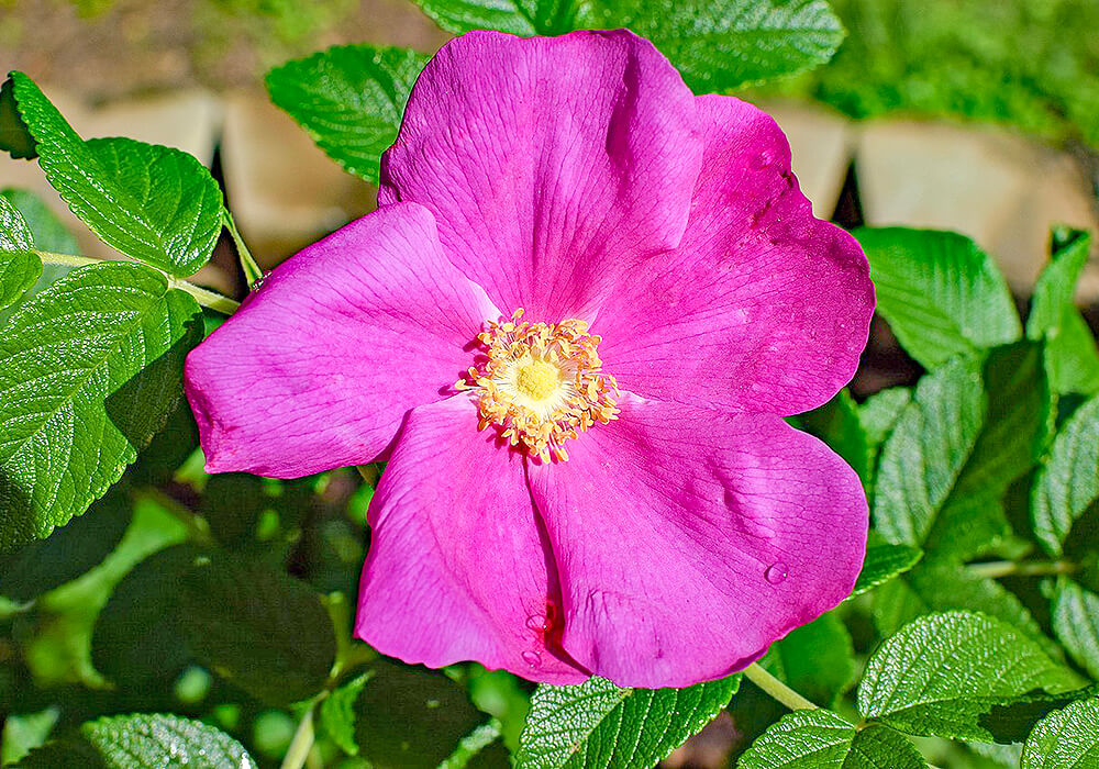 ハマナスの花