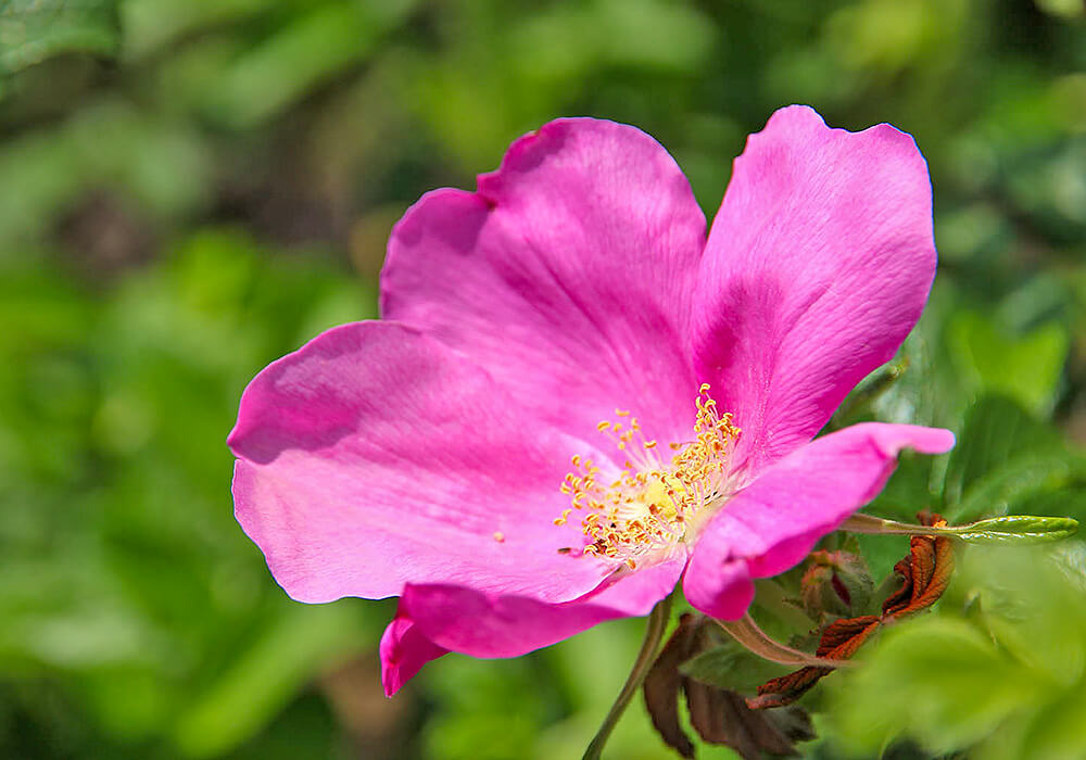 ハマナスの花の拡大