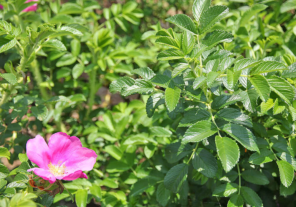 ハマナスの葉