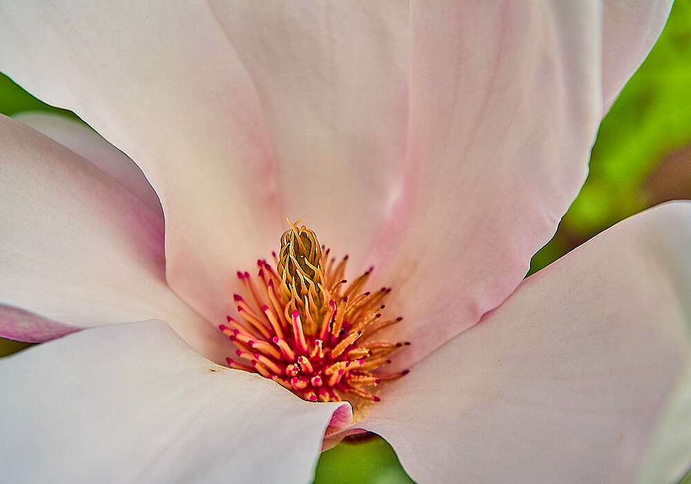 モクレンの花の拡大