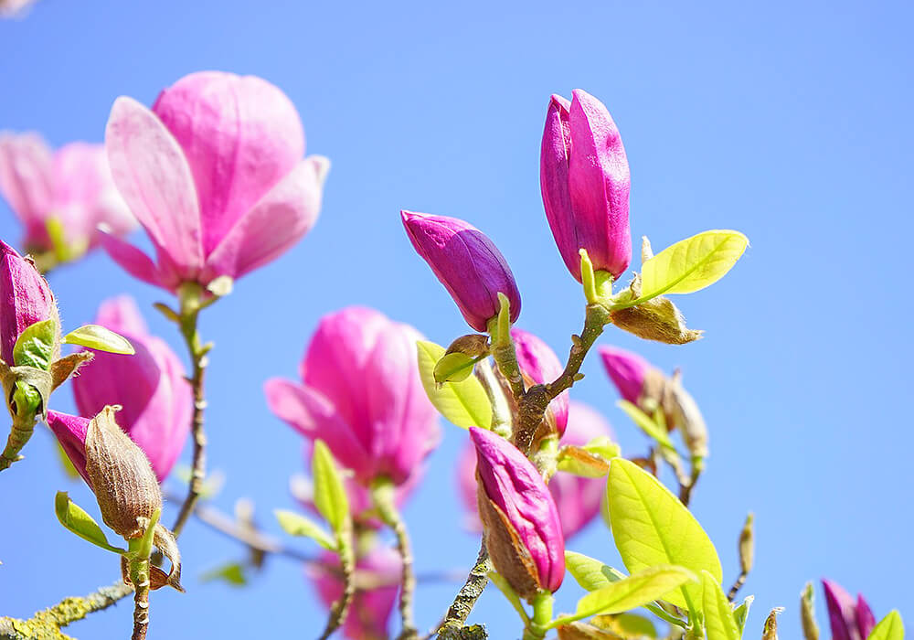 モクレンの開花