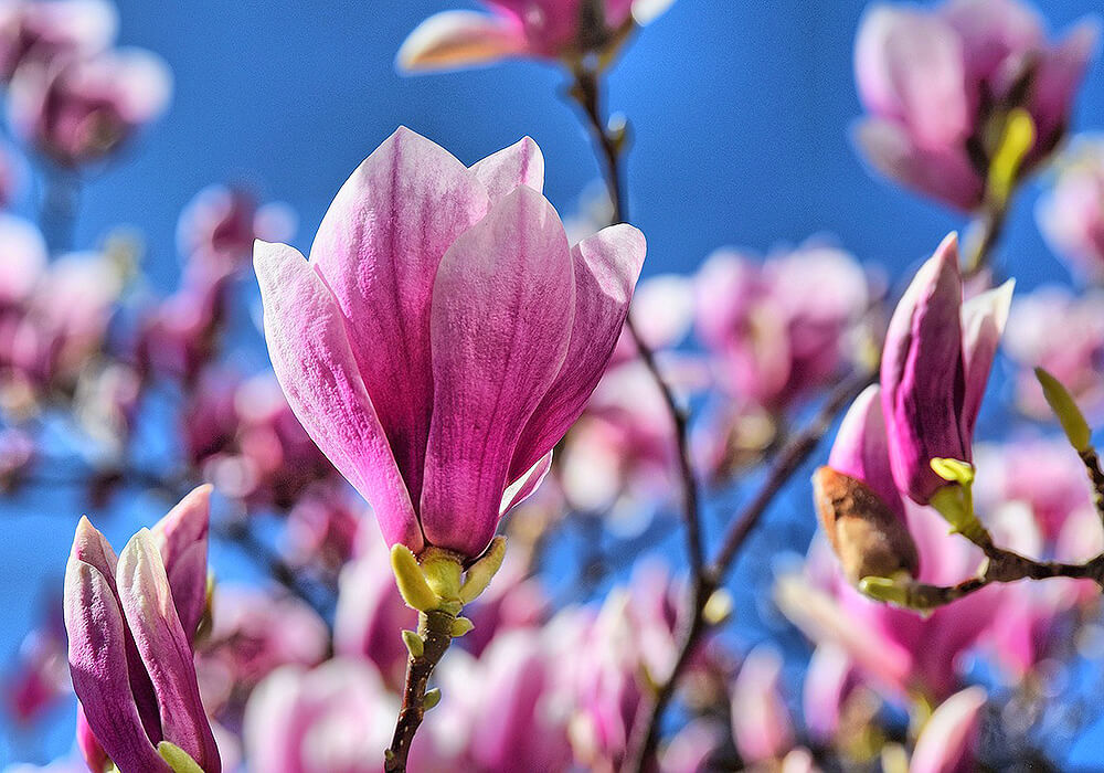 モクレンの花