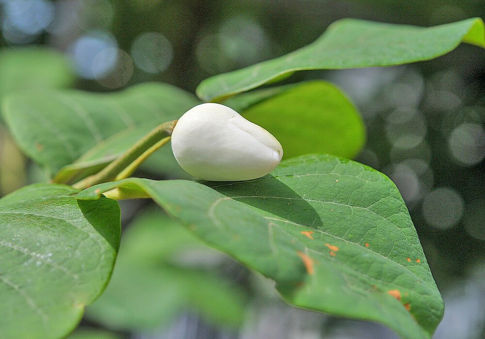 オオヤマレンゲの蕾