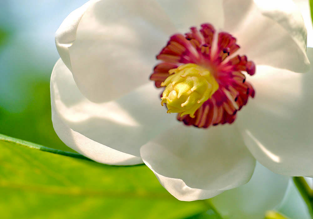 オオヤマレンゲの花の拡大