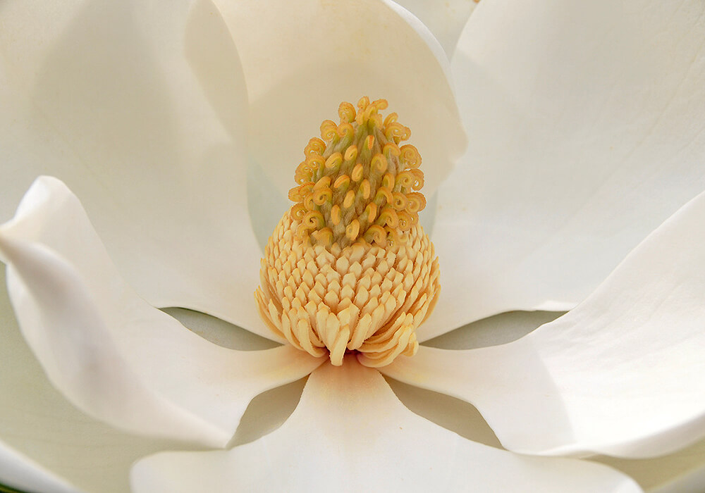 タイサンボクの花の拡大