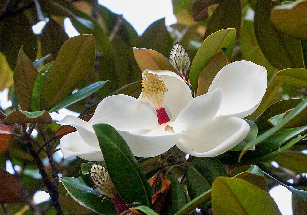 タイサンボクの花