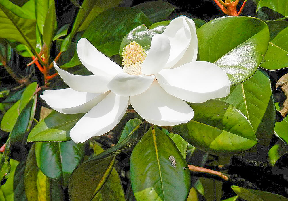 タイサンボクの開花