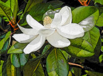 タイサンボクの植物図鑑と育て方