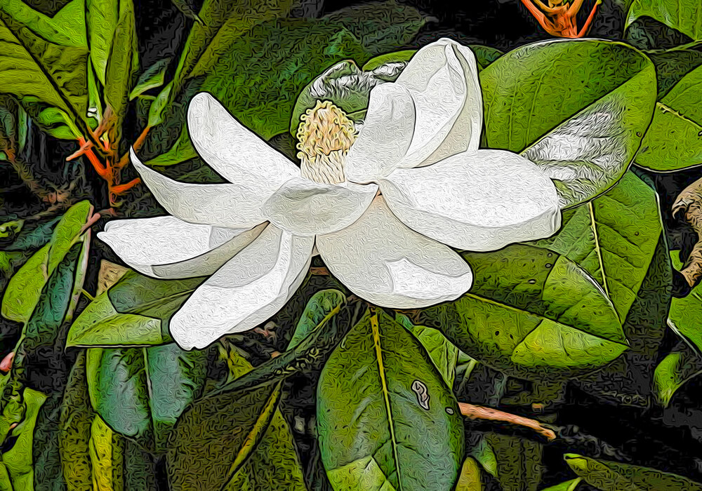 タイサンボクの植物図鑑と育て方