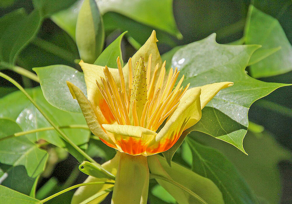 ユリノキの花の拡大