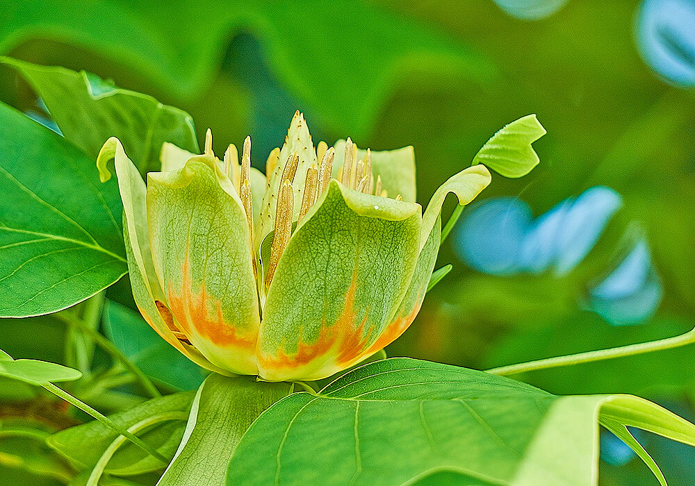ユリノキの花