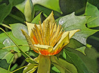 ユリノキの植物図鑑と育て方