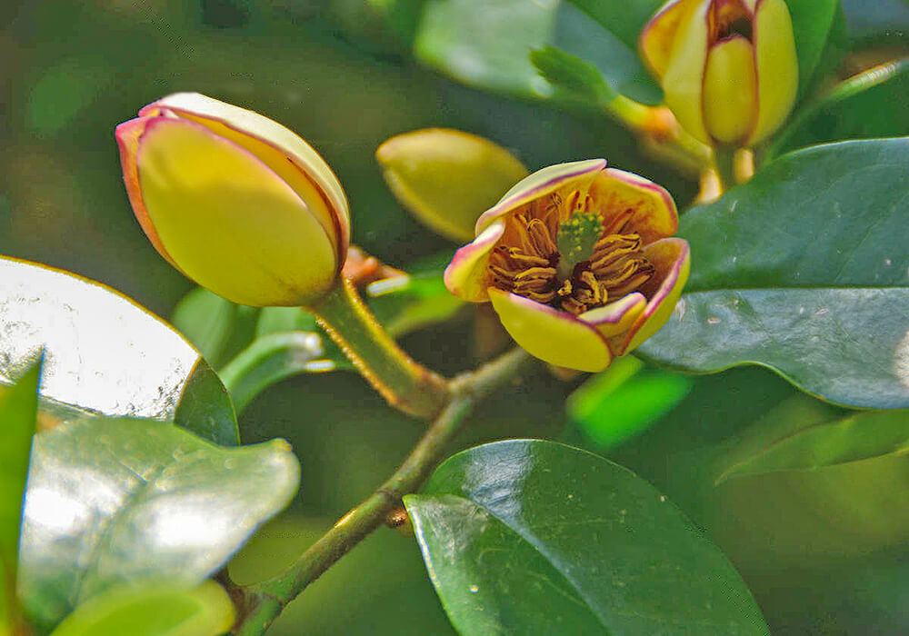 カラタネオガタマの開花