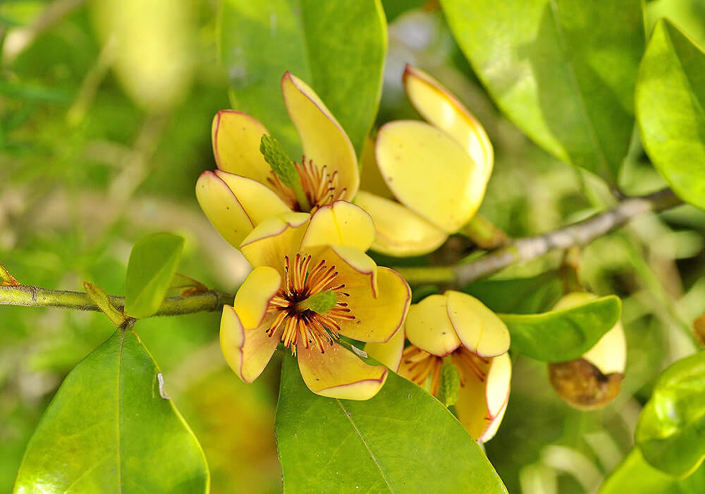 カラタネオガタマの花