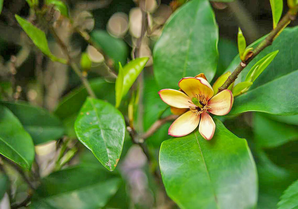 カラタネオガタマの花と葉
