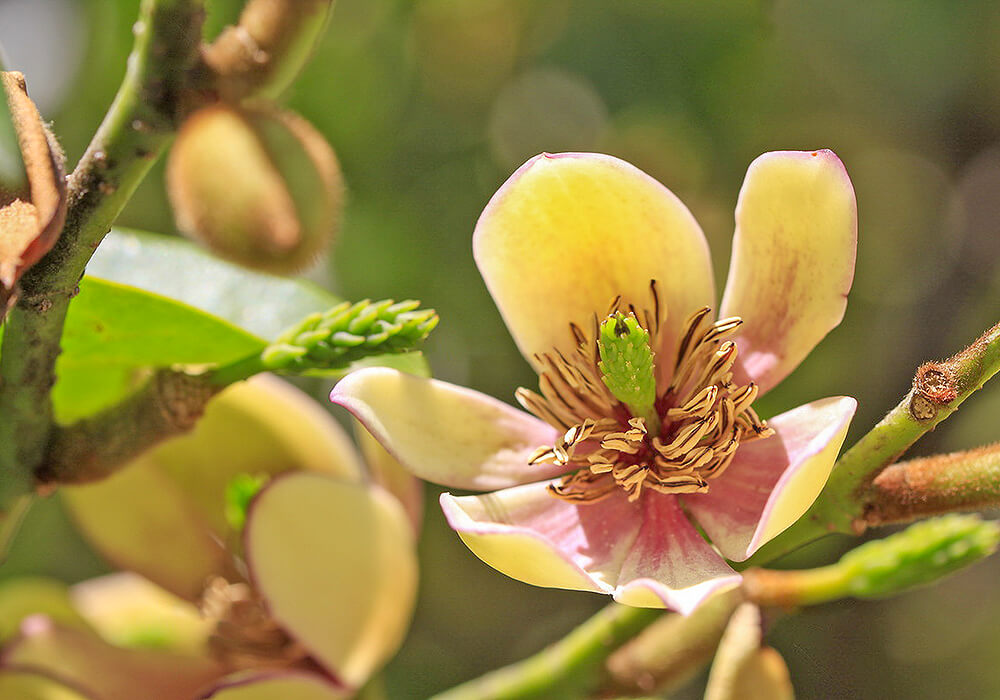 カラタネオガタマの花の拡大