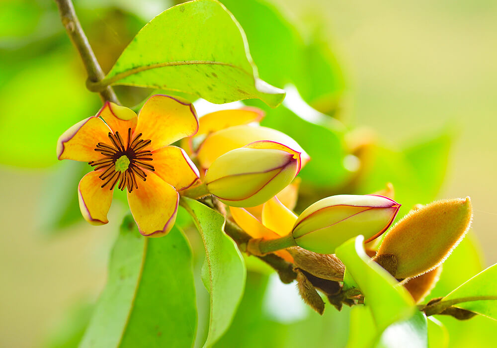 カラタネオガタマの蕾と花